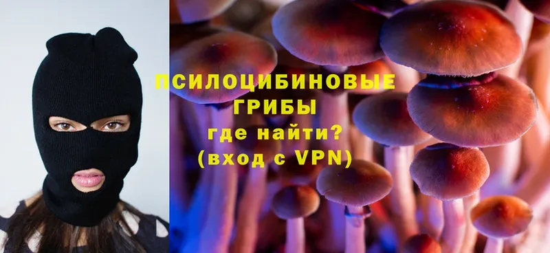 Псилоцибиновые грибы Psilocybe  Знаменск 